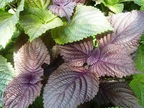 Lợi Ích Của Tía Tô Có Tốt Cho Bà Bầu Như Thế Nào? Lợi Ích Của Tía Tô Có Tốt Cho Bà Bầu Như Thế Nào?