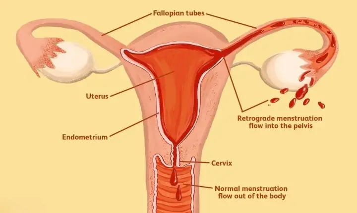 Thông Tin Cần Biết Về Kỳ Kinh Nguyệt Ở Phụ Nữ