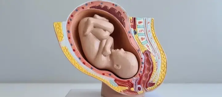 Cảm Giác Thai Nhi Tụt Thấp Xuống Khung Chậu Cảm Giác Thai Nhi Tụt Thấp Xuống Khung Chậu