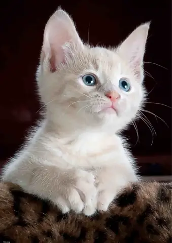 Hình Con Mèo Cute Hình Con Mèo Cute