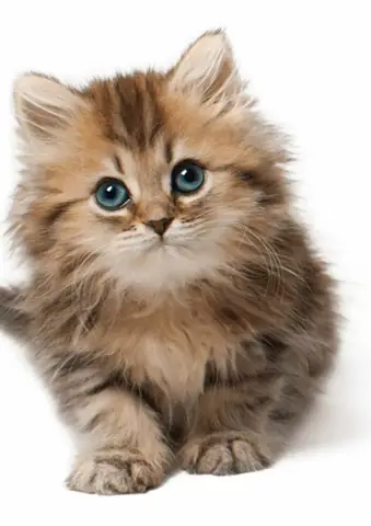 Hình Ảnh Con Mèo Hình Ảnh Con Mèo