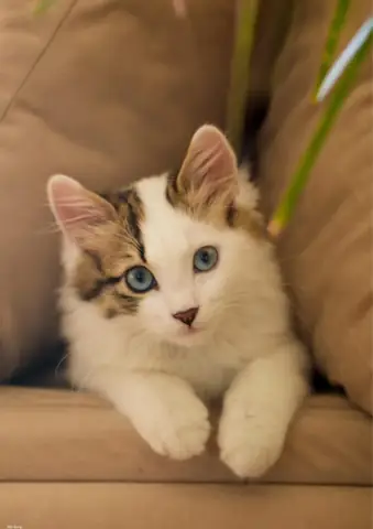 Hình Ảnh Con Mèo Sang Chảnh Hình Ảnh Con Mèo Sang Chảnh