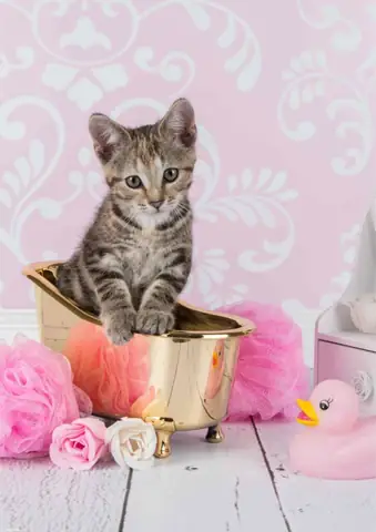 Tải Miễn Phí Hình Ảnh Png, Jpg Hình Ảnh Sắc Nét Tải Miễn Phí Hình Ảnh Png, Jpg Hình Ảnh Sắc Nét