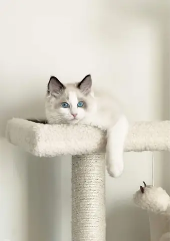 Tải Hình Ảnh Con Mèo Tải Hình Ảnh Con Mèo