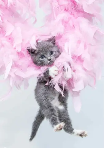 Hình Con Mèo Cute Hình Con Mèo Cute