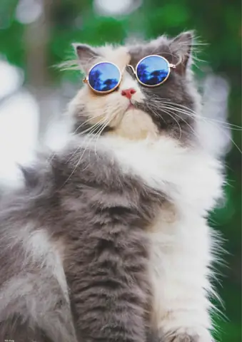 Hình Con Mèo Cute Hình Con Mèo Cute