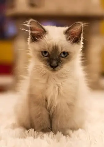 Tải Miễn Phí Hình Ảnh Png, Jpg Hình Ảnh Sắc Nét Tải Miễn Phí Hình Ảnh Png, Jpg Hình Ảnh Sắc Nét