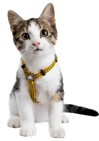 Tải Miễn Phí Hình Ảnh Png, Jpg Hình Ảnh Sắc Nét Tải Miễn Phí Hình Ảnh Png, Jpg Hình Ảnh Sắc Nét