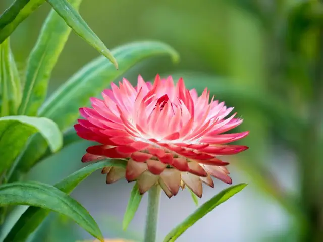 Ý Nghĩa Của Hoa Bất Tử Trong Tình Yêu