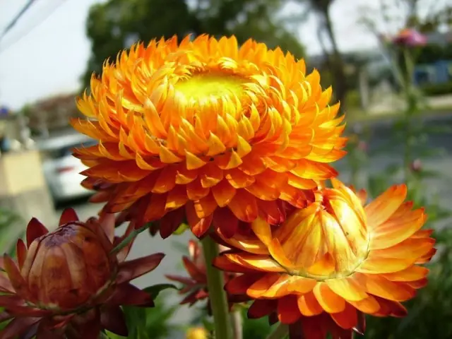 Ý Nghĩa Biểu Tượng Hoa Bất Tử