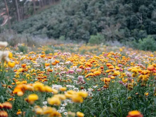 Hướng Dẫn Chăm Sóc Hoa Bất Tử