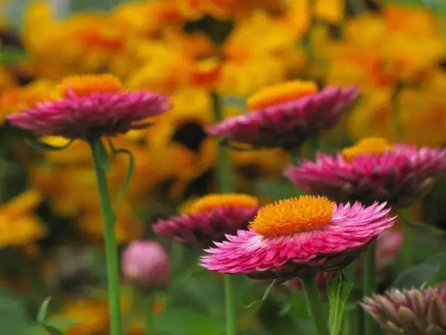 Giới Thiệu Chung Về Hoa Bất Tử