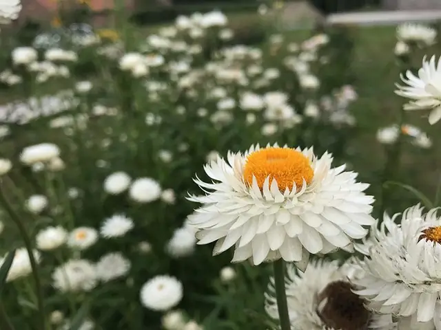 Ý Nghĩa Của Hoa Bất Tử Trong Cuộc Sống Hàng Ngày