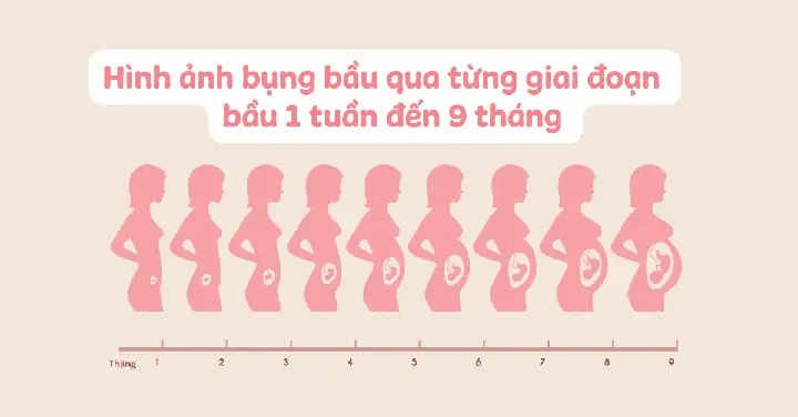 Hình Ảnh Bụng Bầu Qua Từng Tháng: Thay Đổi Từ 1 Tuần Đến 9 Tháng