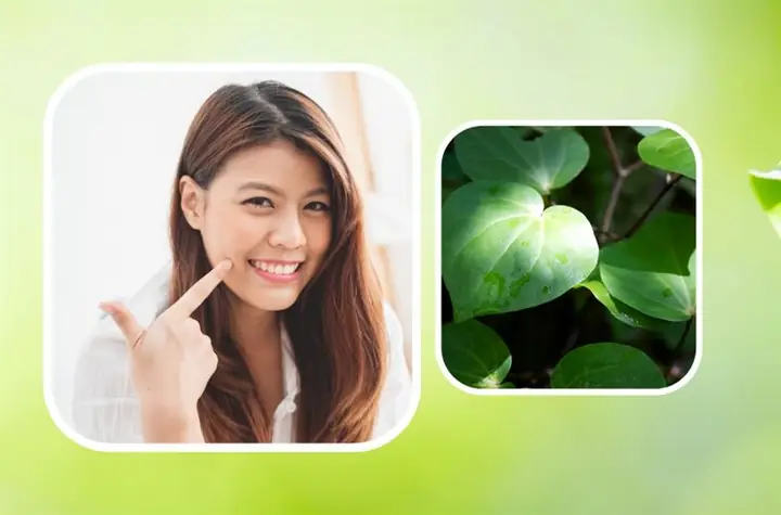 Cách Làm Mặt Nạ Lá Lốt Cách Làm Mặt Nạ Lá Lốt