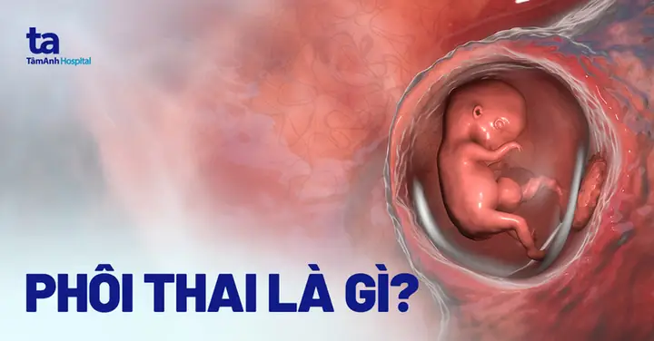 Phôi Thai Là Gì? Có Từ Tuần Thứ Mấy Và Được Hình Thành Như Thế Nào? Phôi Thai Là Gì? Có Từ Tuần Thứ Mấy Và Được Hình Thành Như Thế Nào?