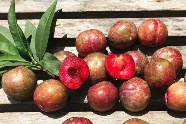 1thành Phần Dinh Dưỡng Của Mận Bắc (mận Hậu) 1thành Phần Dinh Dưỡng Của Mận Bắc (mận Hậu)