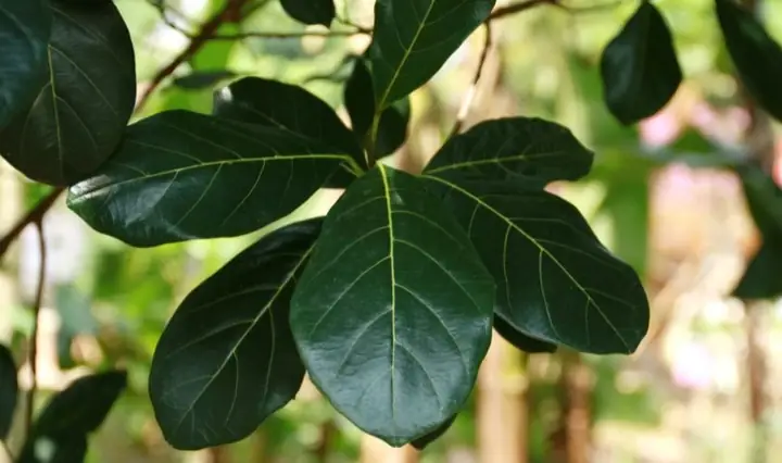 Chữa Tắc Tia Sữa Bằng Lá Mít Chữa Tắc Tia Sữa Bằng Lá Mít