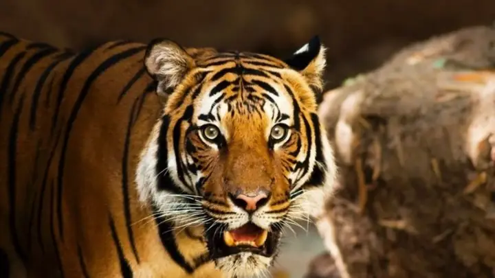 Vận Mệnh Tuổi Dần