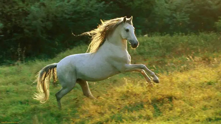 Vận Mệnh Tuổi Ngọ