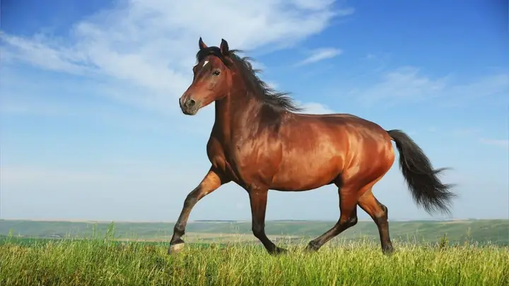 Năm 2026 Là Năm Con Gì?