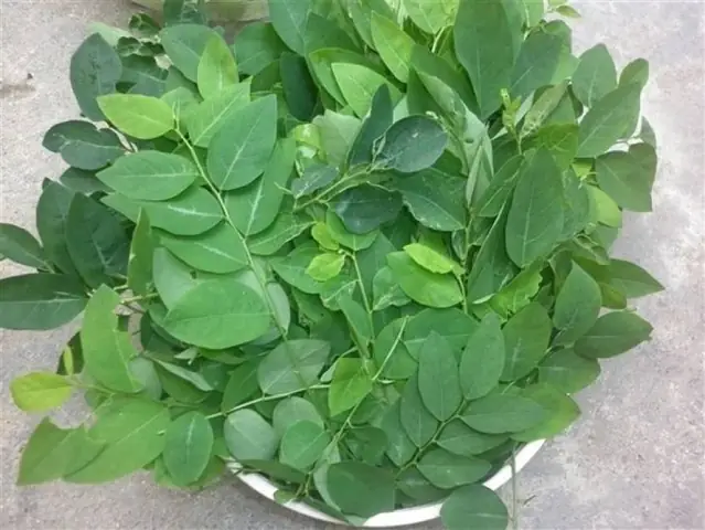 Nấu Cháo Trứng Gà Với Rau Ngót Được Không? Nấu Cháo Trứng Gà Với Rau Ngót Được Không?