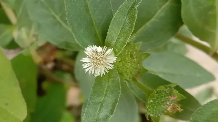 Lưu Ý Khi Dùng Cỏ Nhọ Nồi Hạ Sốt Cho Trẻ Lưu Ý Khi Dùng Cỏ Nhọ Nồi Hạ Sốt Cho Trẻ