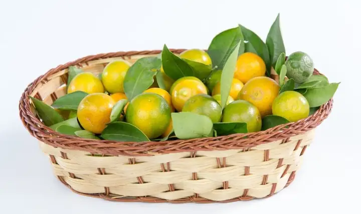 Bầu 3 Tháng Đầu Uống Nước Tắc Được Không?