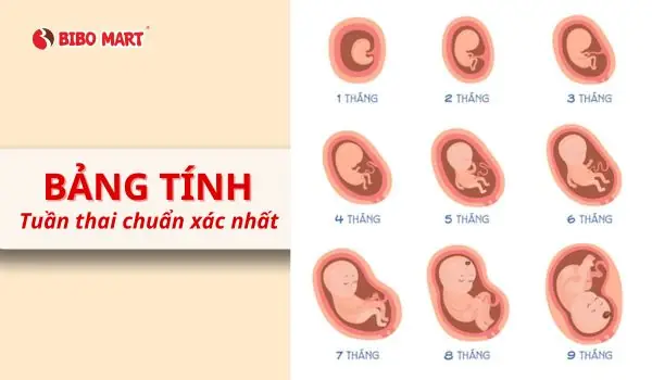 Bảng Tính Tuần Thai Chuẩn Xác Ba Mẹ Dễ Dàng Theo Dõi Thai Kỳ - Cẩm ...