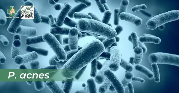 Tinh Dầu Tràm Trà Có Dùng Trị Mụn Được Không? Tinh Dầu Tràm Trà Có Dùng Trị Mụn Được Không?