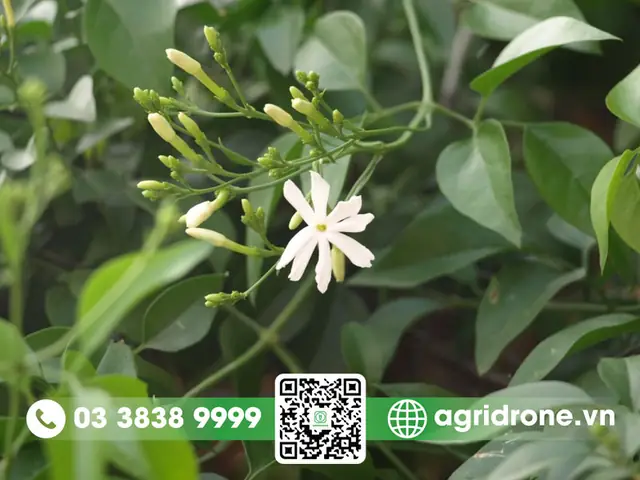 Äáº·c Äiá»m Cá»§a Cã¢y Chã¨ Váº±ng