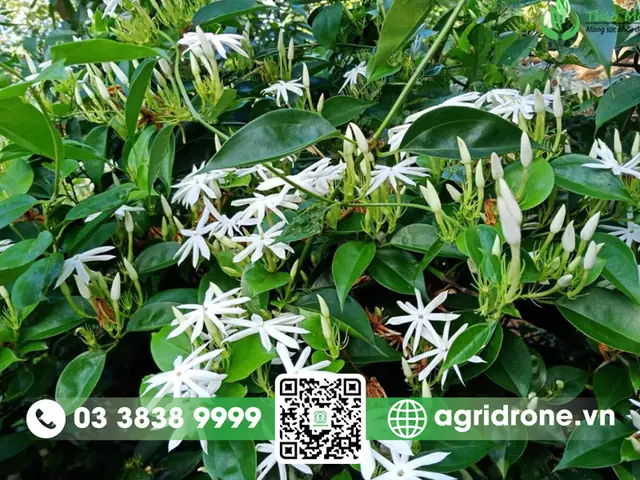 Lá»£i Ã­ch Kinh Táº¿ Cá»§a Viá»c Trá»ng Chã¨ Váº±ng