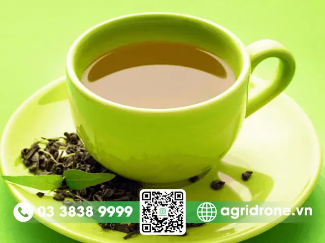 Tã¡c Dá»¥ng Cá»§a Cã¢y Chã¨ Váº±ng Äá»i Vá»i Sá»©c Khá»e