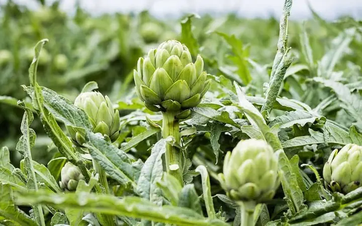 Tổng Quan Về Trà Túi Lọc Atiso