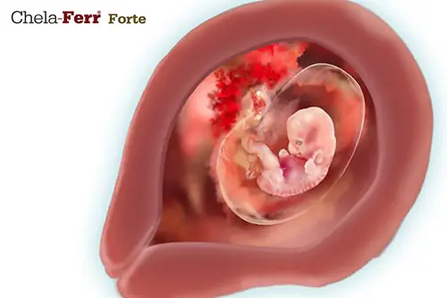 Thai 7 Tuần Trông Như Thế Nào?