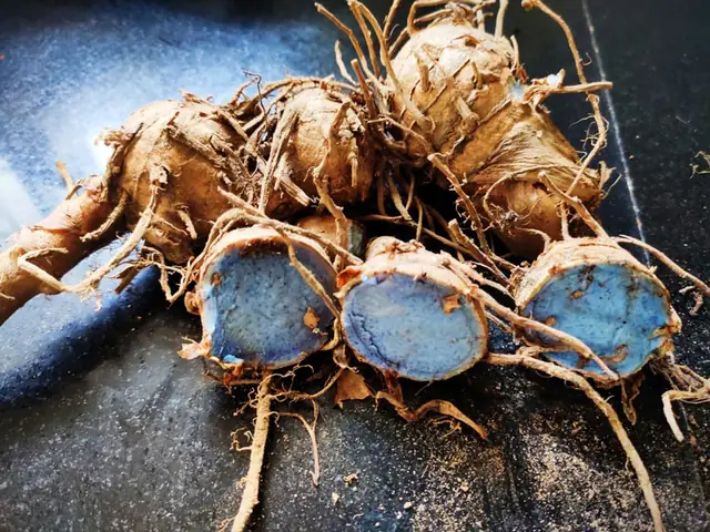 Phân Tích Thành Phần Hóa Học Trong Củ Nghệ Đen