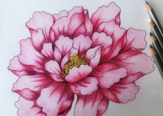 Hướng Dẫn Cách Vẽ Hoa Mẫu Đơn Siêu Đẹp, Siêu Dễ Bằng Bút Chì