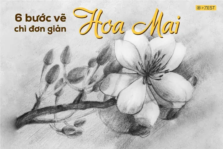 Bước Vẽ Cành Hoa Mai Bằng Bút Chì Đơn Giản - Zest Art