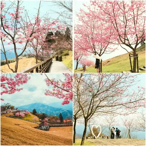 Săn Hoa Anh Đào Tại Cao Nguyên Cingjing Săn Hoa Anh Đào Tại Cao Nguyên Cingjing