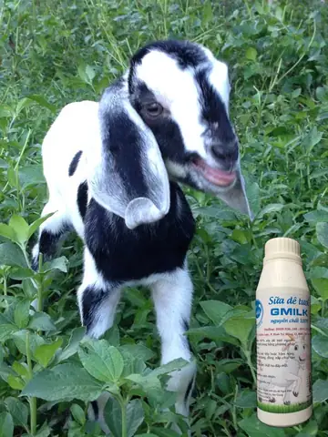 Uống Sữa Dê Tươi Không Đường Có Mập Không Uống Sữa Dê Tươi Không Đường Có Mập Không