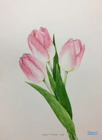 Vẽ Hoa Tulip Bằng Bút Chì
