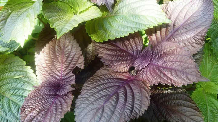 Cách Xông Mặt Bằng Lá Tía Tô Thải Độc, Trị Mụn