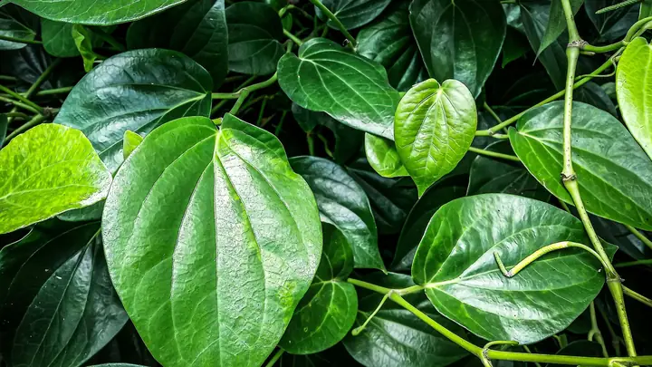 Xông Vùng Kín Bằng Lá Trầu Không