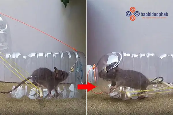 Làm Bẫy Chuột Từ Can Nhựa