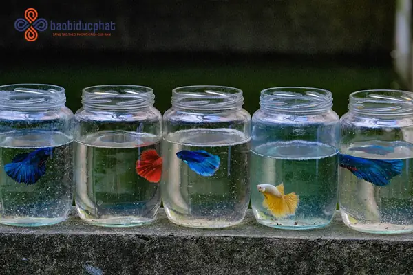 Ý Tưởng Sáng Tạo Làm Bể Thủy Sinh Từ Chai Nhựa Cũ