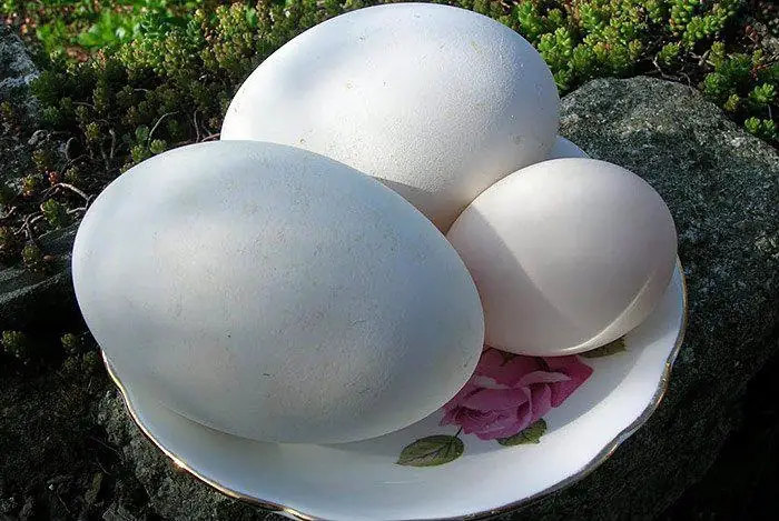 Trung-ngong-170123022