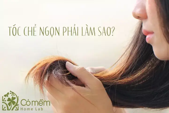 Mách Bạn 10 Cách Làm Tóc Hết Chẻ Ngọn Đơn Giản Tại Nhà