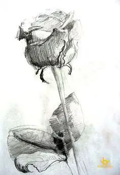 Có Những Kỹ Thuật Vẽ Nào Giúp Đem Lại Độ Thật Và Đẹp Cho Bông Hoa Hồng?