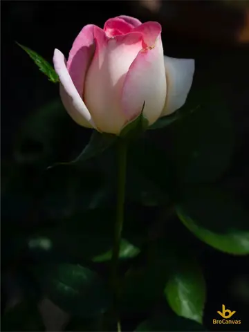 Có Những Kỹ Thuật Vẽ Nào Giúp Đem Lại Độ Thật Và Đẹp Cho Bông Hoa Hồng?