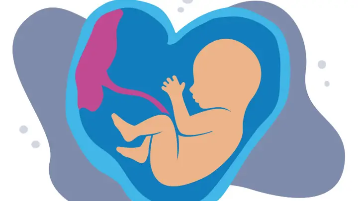 Chiều Dài Xương Đùi Thai Nhi Theo Tuần Và Các Yếu Tố Ảnh Hưởng